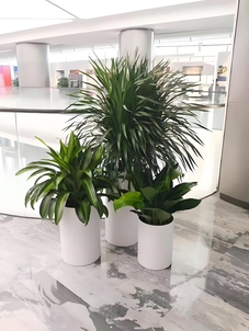 江北绿植出租，让绿色成为您生活的亮丽底色！